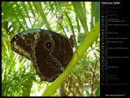 Blue Morpho Butterfly