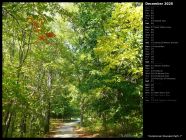 Centennial Wooded Path I