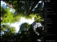 Circle of Redwood Trees