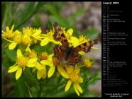 Comma Butterfly in Glacier National Park