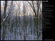 Forest of Snowy Trees