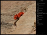 Indian Paintbrush in Rocks