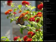 Monarch on Red Butterfly Bush