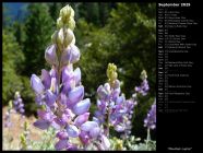 Mountain Lupins