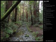 Muir Woods Stream