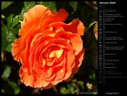 Orange Rose I