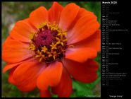 Orange Zinnia