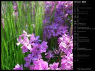 Pink Phlox and Grass