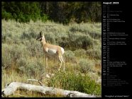 Pronghorn at Grand Teton