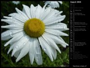 Raindrops on Daisy II