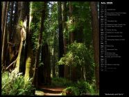 Redwoods and Ferns