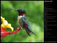 Ruby-Throated Hummingbird