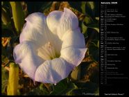 Sacred Datura Flower