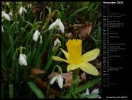 Snowdrops and Daffodil