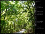 Sunlight on Wooded Path