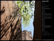 Tree Growing Between Rocks