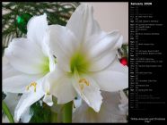 White Amaryllis and Christmas Tree