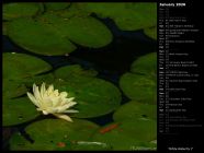 White Waterlily I