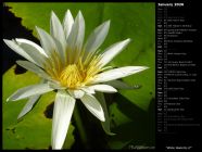 White Waterlily II