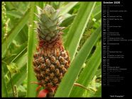 Wild Pineapple