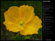 Yellow Poppy