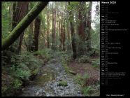 Muir Woods Stream