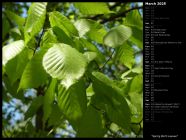 Spring Birch Leaves