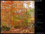 Sunlight Dappled Fall Trail