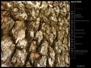 Tree Bark II