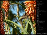 Black-Chinned Hummingbird in Flight