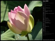 Blossoming Pink Lotus Flower