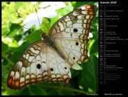 Butterfly on Jasmine