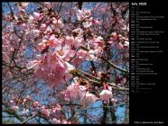 Cherry Blossoms and Bee