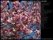 Cherry Blossoms and Blue Sky