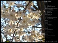 Evening Cherry Blossoms I