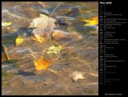 Fall Leaves in Pond