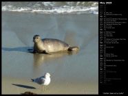 Harbor Seal at La Jolla