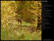 Pennsylvania Deer in Fall