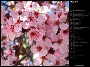 Pink Blossoms