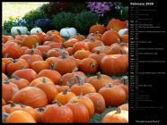 Pumpkins and Mums