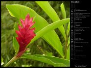 Red Ginger Flower