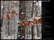 Snow Covered Oak Trees