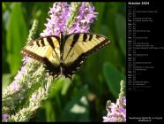 Swallowtail Butterfly on Purple Wildflowers