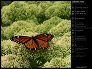 Viceroy Butterfly