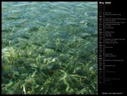 Water over Sea Grass I