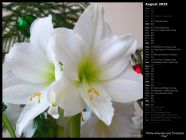 White Amaryllis and Christmas Tree