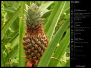 Wild Pineapple