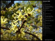 Witch Hazel Flowers