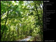 Sunlight on Wooded Path