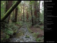 Muir Woods Stream